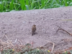 Sporophila torqueola