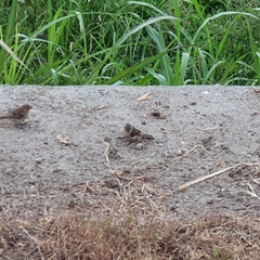 Sporophila torqueola