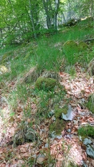 Sesleria autumnalis