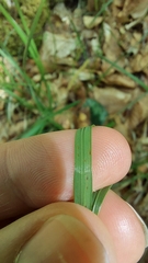Sesleria autumnalis