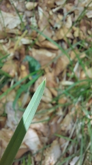 Sesleria autumnalis