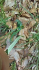 Sesleria autumnalis