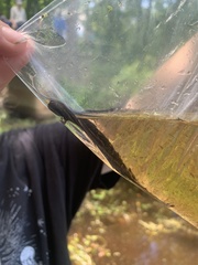 Siren lacertina