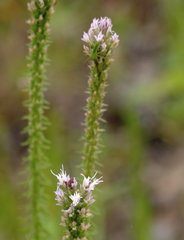 Liatris hesperelegans