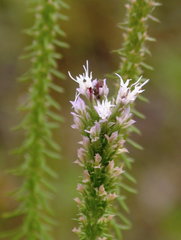 Liatris hesperelegans