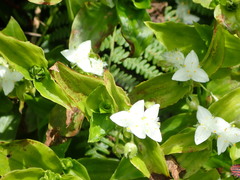 Tradescantia fluminensis