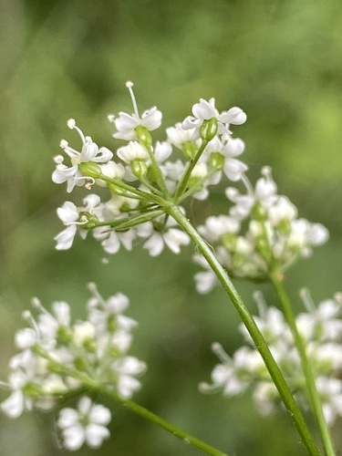 Pignut