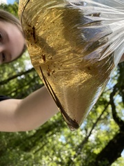 Siren lacertina
