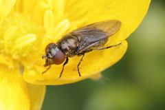 Melanogaster hirtella