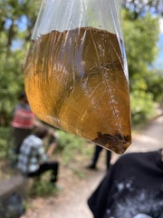 Siren lacertina