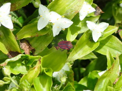 Tradescantia fluminensis