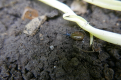 Aegopinella nitidula