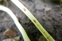 Trichoniscus pusillus