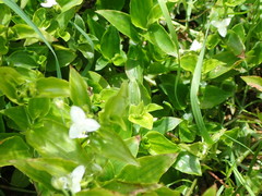 Tradescantia fluminensis