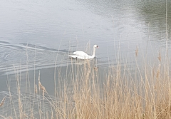 Cygnus olor