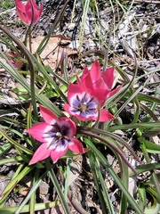 Tulipa humilis