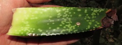 Gasteria croucheri croucheri