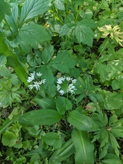Allium ursinum