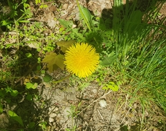 Taraxacum officinale