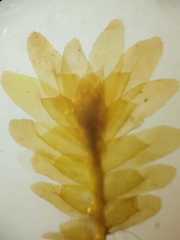 Schistochila aligera