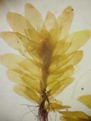 Schistochila aligera