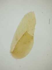 Schistochila aligera