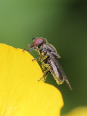 Melanogaster hirtella