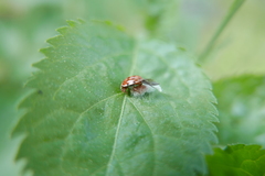 Dinocampus coccinellae paralysis virus