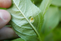 Melampsora rostrupii