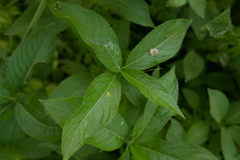 Melampsora rostrupii