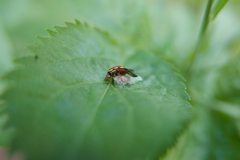 Dinocampus coccinellae paralysis virus