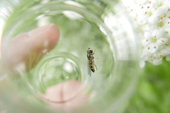 Meligramma triangulifera