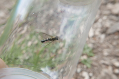 Meligramma triangulifera