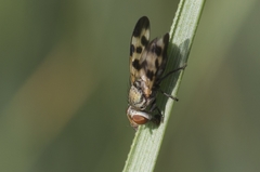 Melieria