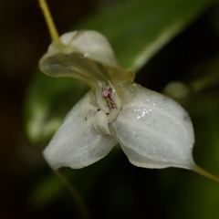 Masdevallia xanthina