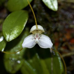 Masdevallia xanthina