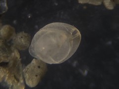 Globobulimina