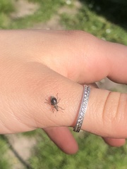 Sciaphobus squalidus