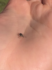 Sciaphobus squalidus
