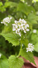 Alliaria petiolata