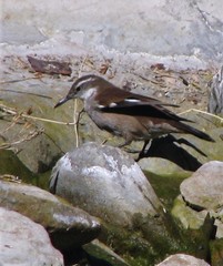 Cinclodes atacamensis