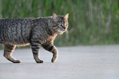Felis catus × silvestris