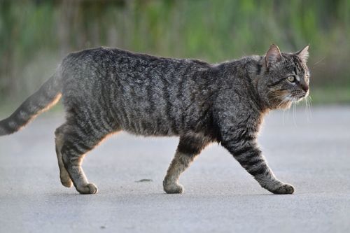 Domestic × European Wildcat