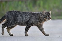 Felis catus × silvestris