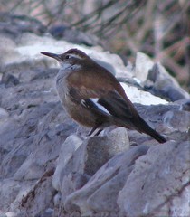 Cinclodes atacamensis