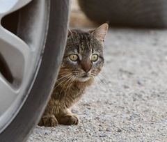Felis catus × silvestris