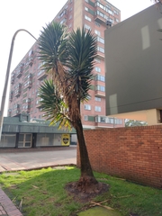 Yucca gigantea