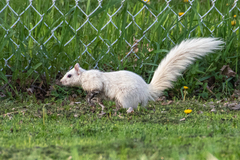 Sciurus carolinensis
