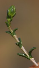 Pteronia viscosa