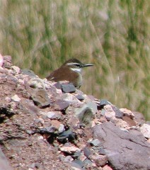 Cinclodes atacamensis